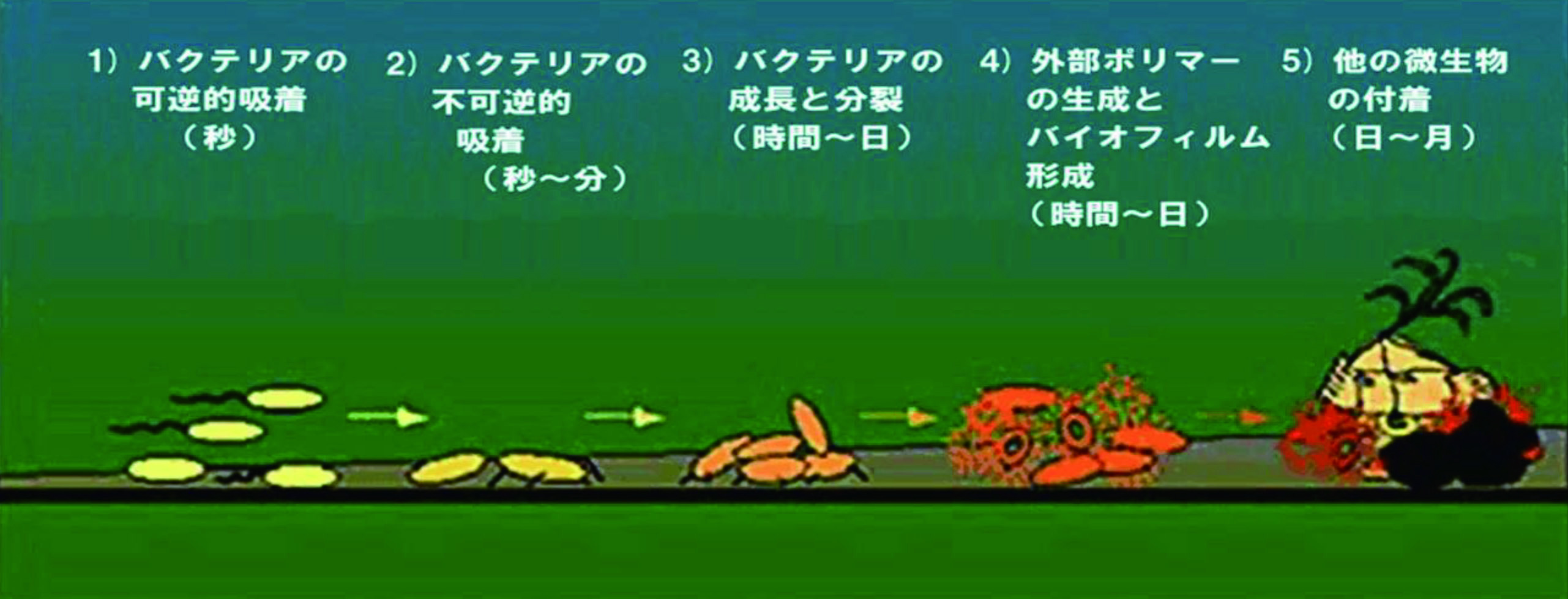 レジオネラ菌属が出来るまで